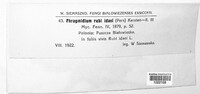 Phragmidium bulbosum image